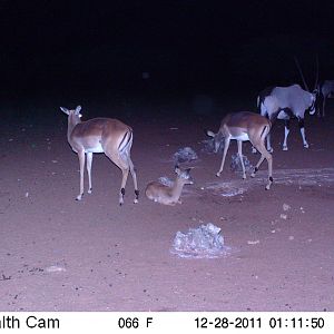 Trail Camera Namibia