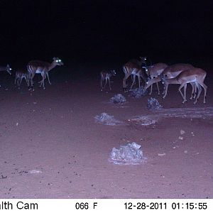 Trail Camera Namibia