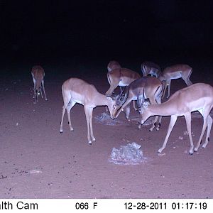 Trail Camera Namibia