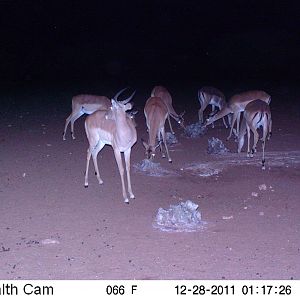 Trail Camera Namibia