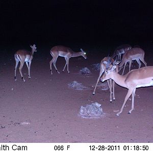 Trail Camera Namibia