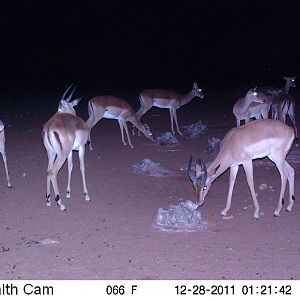 Trail Camera Namibia