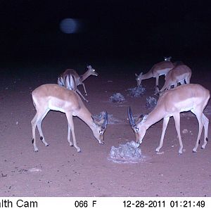 Trail Camera Namibia