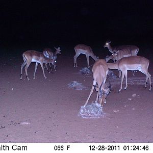 Trail Camera Namibia