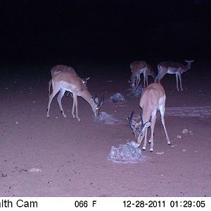 Trail Camera Namibia