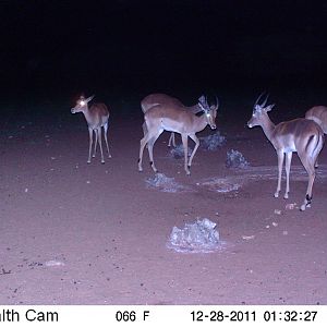 Trail Camera Namibia