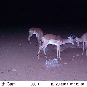 Trail Camera Namibia