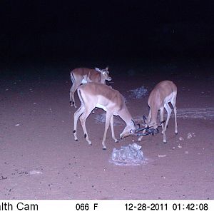 Trail Camera Namibia