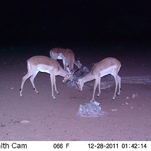 Trail Camera Namibia