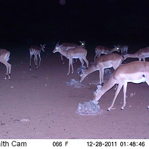 Trail Camera Namibia