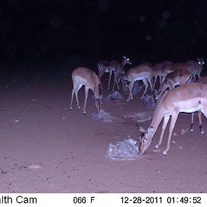 Trail Camera Namibia