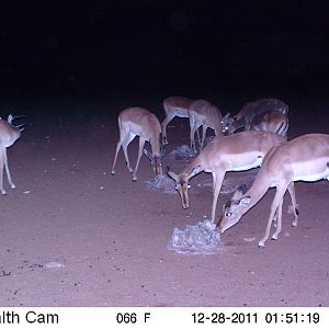 Trail Camera Namibia