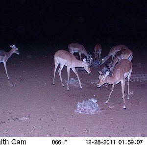 Trail Camera Namibia