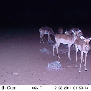 Trail Camera Namibia