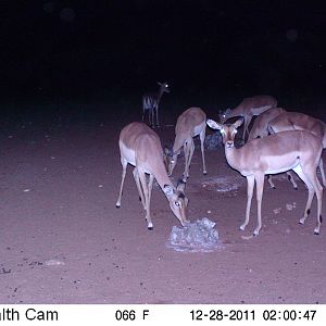 Trail Camera Namibia