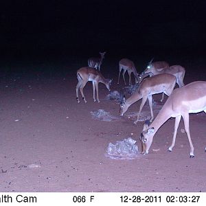 Trail Camera Namibia