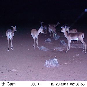 Trail Camera Namibia