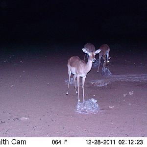 Trail Camera Namibia