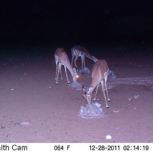 Trail Camera Namibia