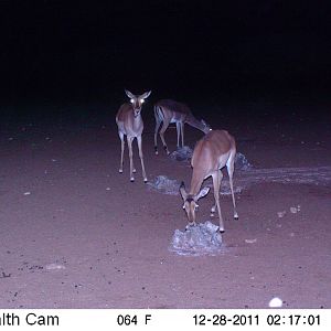 Trail Camera Namibia