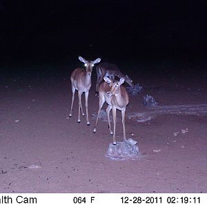 Trail Camera Namibia