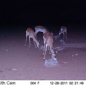 Trail Camera Namibia