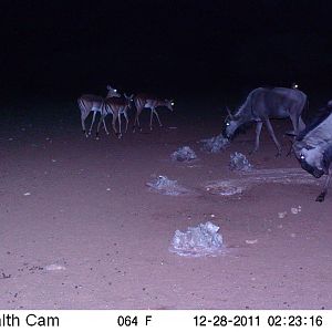 Trail Camera Namibia