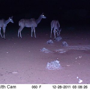 Trail Camera Namibia