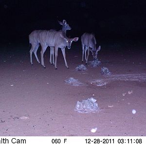 Trail Camera Namibia