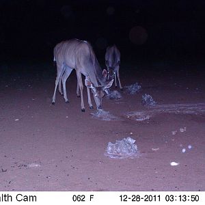 Trail Camera Namibia