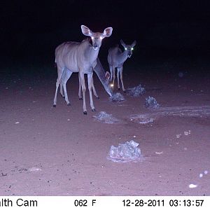 Trail Camera Namibia