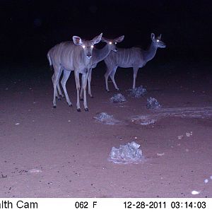 Trail Camera Namibia