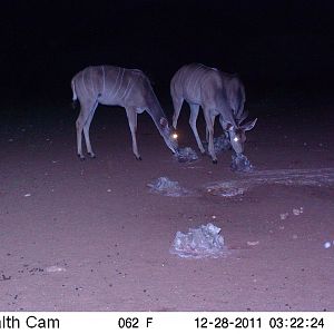 Trail Camera Namibia