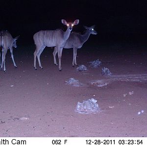 Trail Camera Namibia