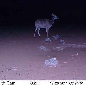 Trail Camera Namibia