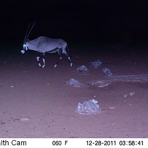 Trail Camera Namibia