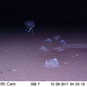 Trail Camera Namibia