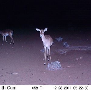 Trail Camera Namibia