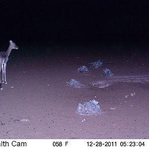 Trail Camera Namibia