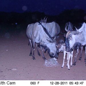 Trail Camera Namibia