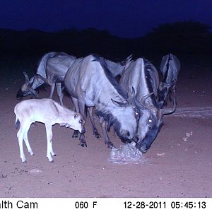 Trail Camera Namibia