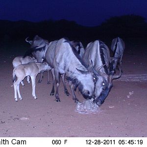 Trail Camera Namibia