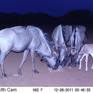 Trail Camera Namibia