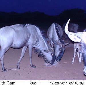 Trail Camera Namibia