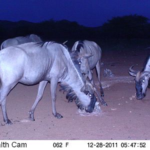 Trail Camera Namibia