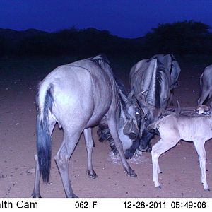 Trail Camera Namibia