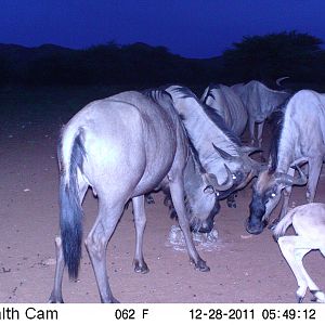 Trail Camera Namibia