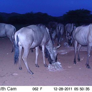 Trail Camera Namibia