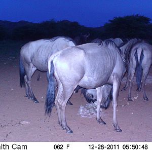 Trail Camera Namibia