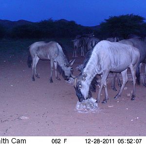 Trail Camera Namibia